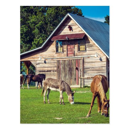 Ponies on the Farm Postcard