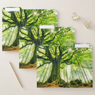 Ponthus' Beech File Folder