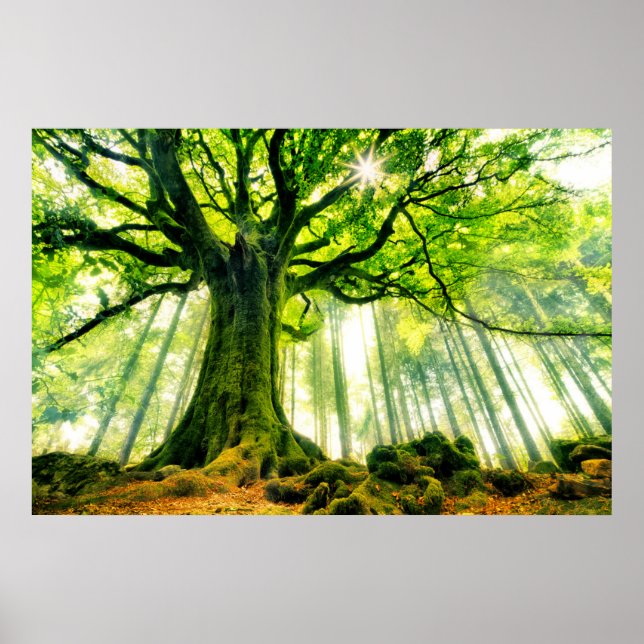 Ponthus' Beech Poster (Front)