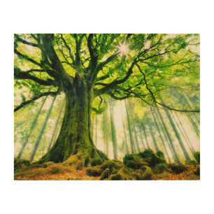Ponthus' Beech Wood Wall Art