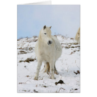 Pony Cards