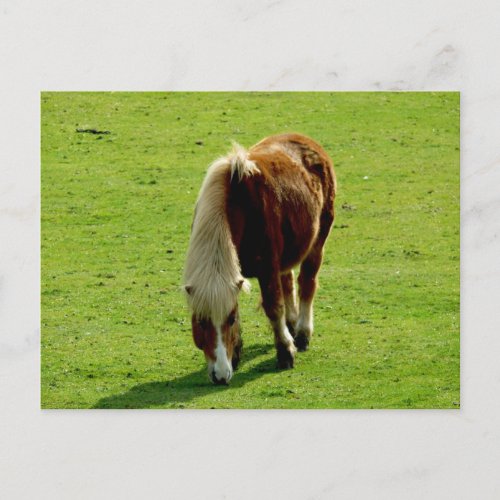 Pony Grazing in Field Postcard
