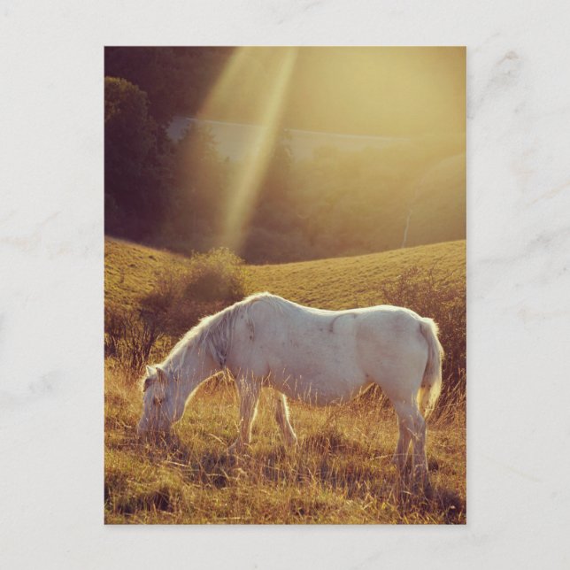 Pony Grazing Postcard (Front)