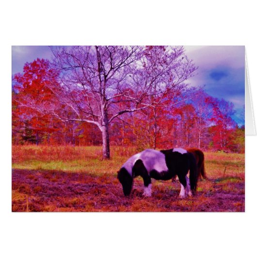 PONY IN A RAINBOW colored field (Front Horizontal)