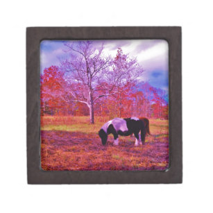 PONY IN A RAINBOW  colored field Jewelry Box