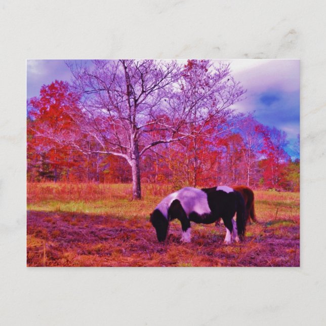PONY IN A RAINBOW  colored field Postcard (Front)