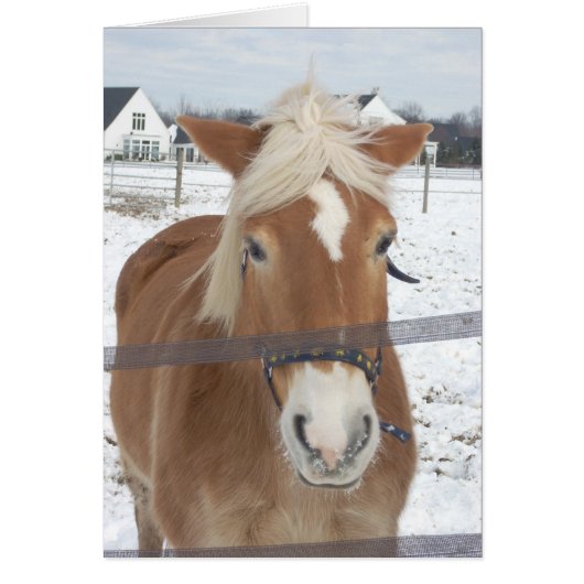 Pony in Winter Cards (Front)