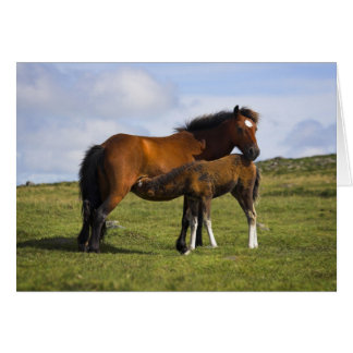 Pony Mare Feeding Foal blank notelet / card