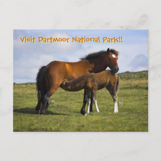 Pony Mare Feeding Foal postcard