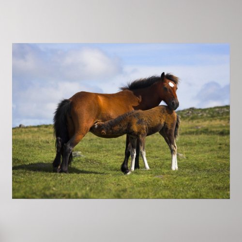 Pony Mare Feeding Foal poster print