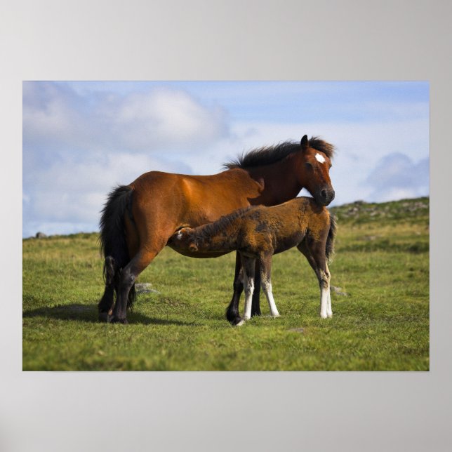 Pony Mare Feeding Foal poster print (Front)