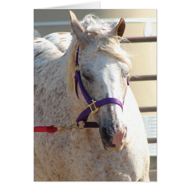 Pony of the Americas On Lunge-Line Cards (Front)
