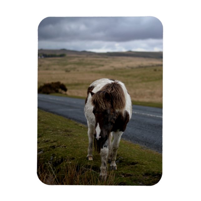 Pony on the Road in Dartmoor National Park Magnet (Vertical)