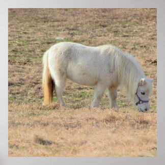 Pony Photo Poster