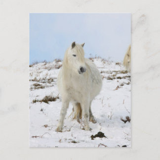Pony Postcard