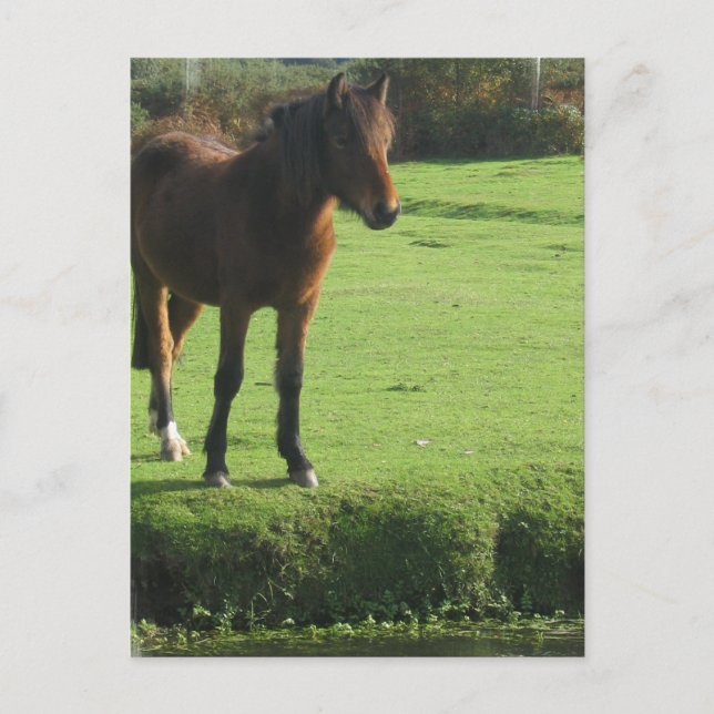 Pony Postcard (Front)
