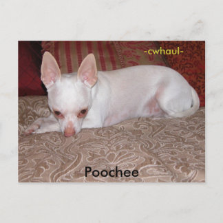 Poochee , -cwhaul- postcard