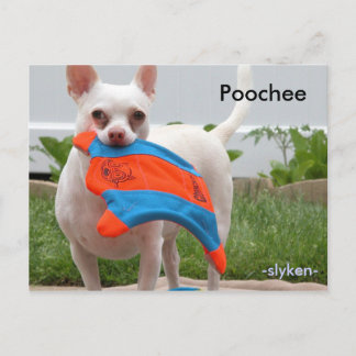 Poochee, -slyken- postcard