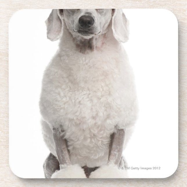 Poodle (1 year old) coaster (Front)