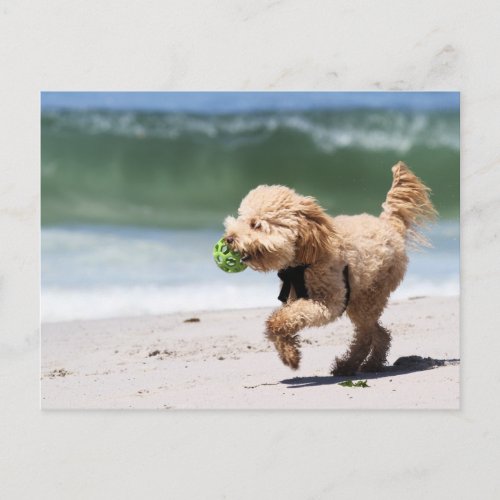 Poodle _ Apricot _ Poodle Play Postcard