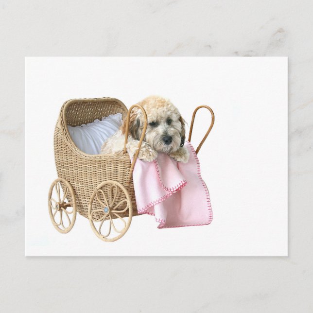 Poodle baby buggy postcard (Front)