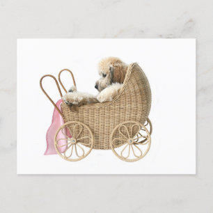 Poodle baby buggy postcard