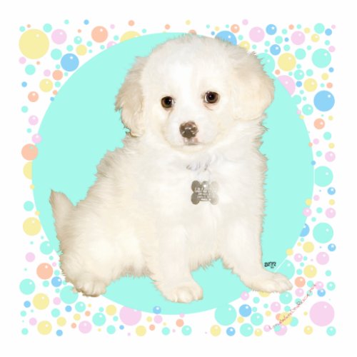 Poodle  Bichon Mix Puppy Celebrates Life Cutout