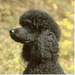 poodle black statuette<br><div class="desc">p</div>