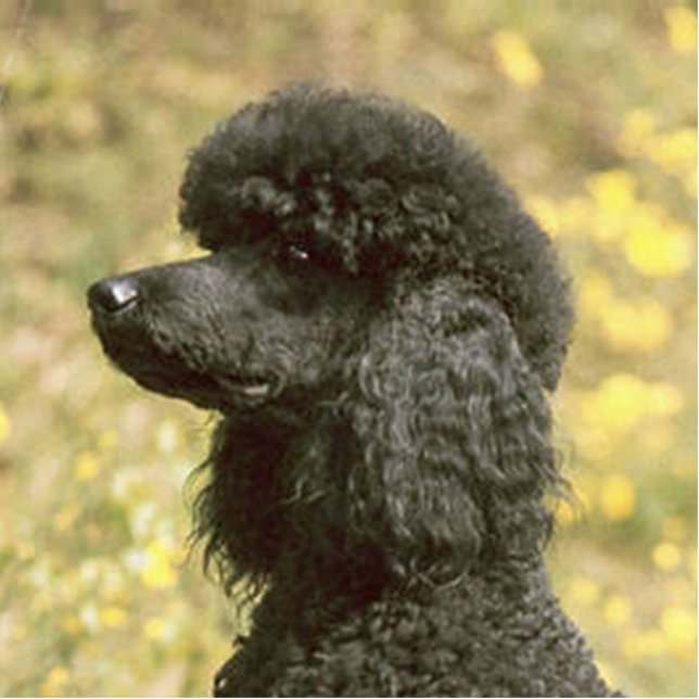 poodle black statuette (Front)