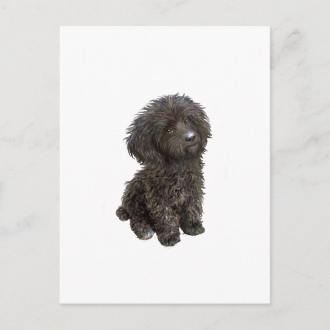Poodle - black toy pup postcard (Front)