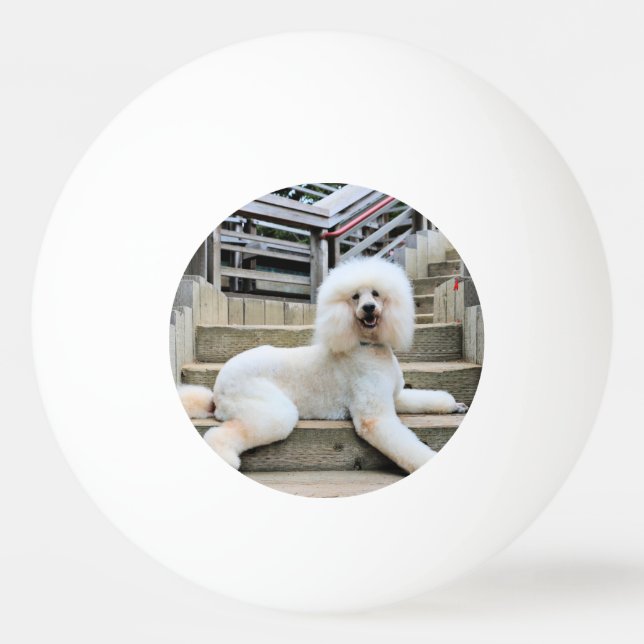 Poodle - Brulee - Trainer Ping-Pong Ball (Front)