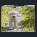Poodle Calendar<br><div class="desc">A Calendar with 12 different pictures of Poodle</div>