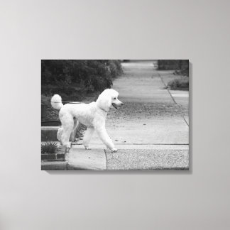 Poodle Canvas Print