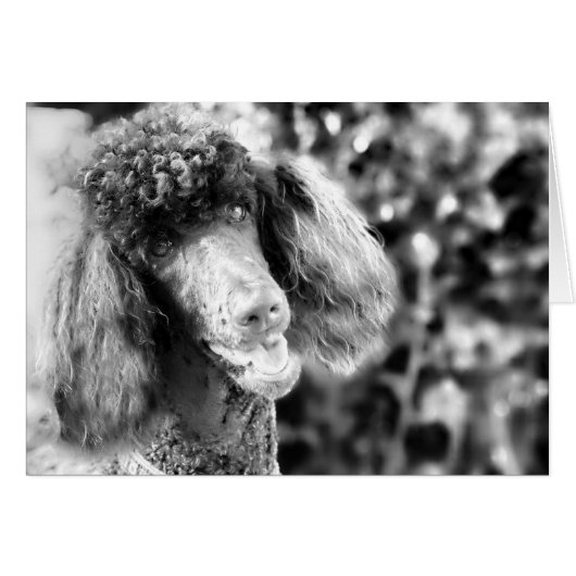 Poodle Cards (Front Horizontal)