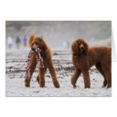 Poodle Day 2010 #10 (Front Horizontal)