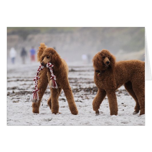 Poodle Day 2010 #10 (Front Horizontal)