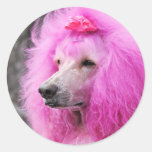 Poodle Day 2010 #11 Classic Round Sticker at Zazzle