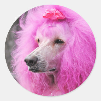 Poodle Day 2010 #11 Classic Round Sticker