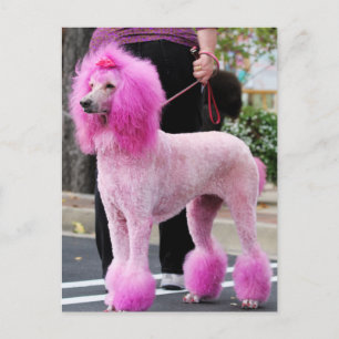 Poodle Day 2010 #11 Postcard