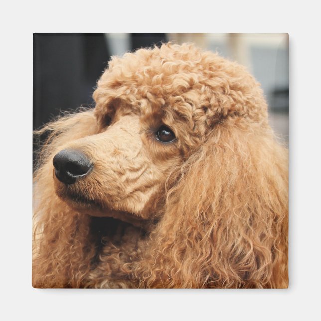 Poodle Day 2010 #19 Magnet (Front)