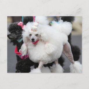 Poodle Day 2010 #6 Postcard