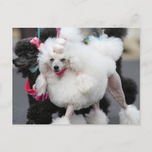 Poodle Day 2010 6 Postcard