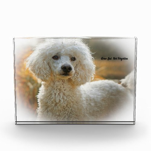 Poodle Dog Acrylic Award