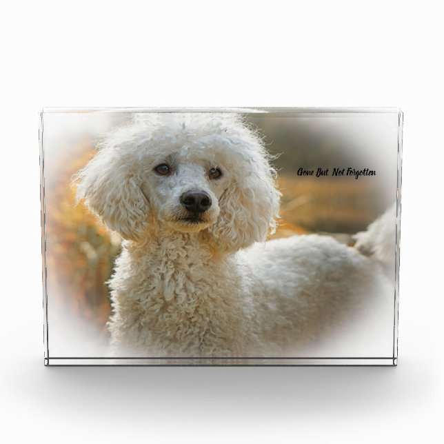 Poodle Dog. Acrylic Award (Front)