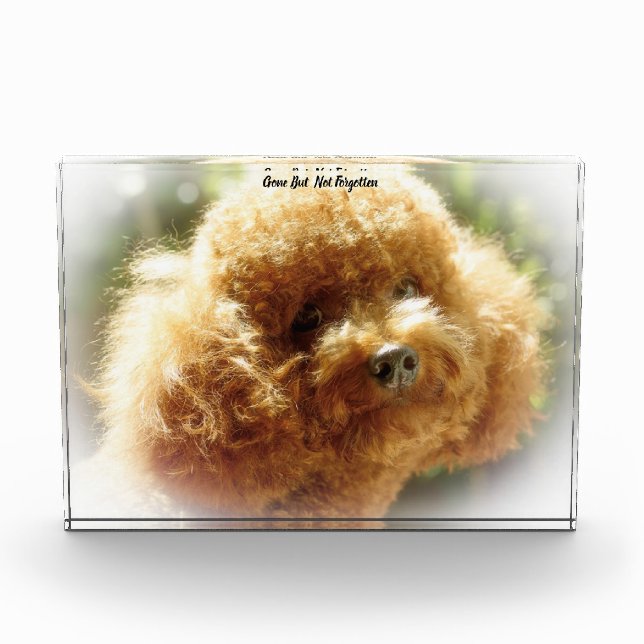 Poodle Dog. Acrylic Award (Front)