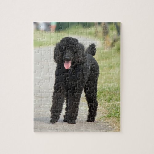 Poodle dog beautiful photo jigsaw puzzle