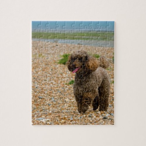 Poodle dog beautiful photo jigsaw puzzle