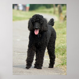 Poodle dog black beautiful photo poster