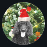 Poodle Dog Christmas Tree Snowman Red Santa Hat Classic Round Sticker<br><div class="desc">Cute Poodle Dog wearing red santa hat with  Christmas Tree Snowman ornament in background.</div>