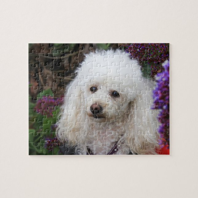 Poodle Dog Jigsaw puzzle (Horizontal)